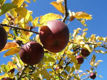 Apples A-Z — Devoto Gardens & Orchards